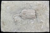 Dizygocrinus Crinoid Fossil - Warsaw Formation, Illinois #43522-1